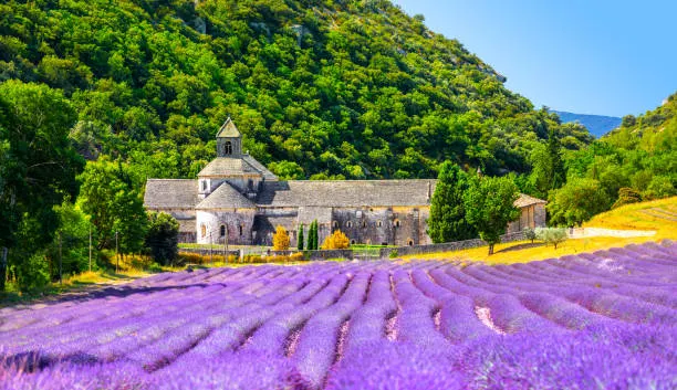 Champs de lavande en Provence